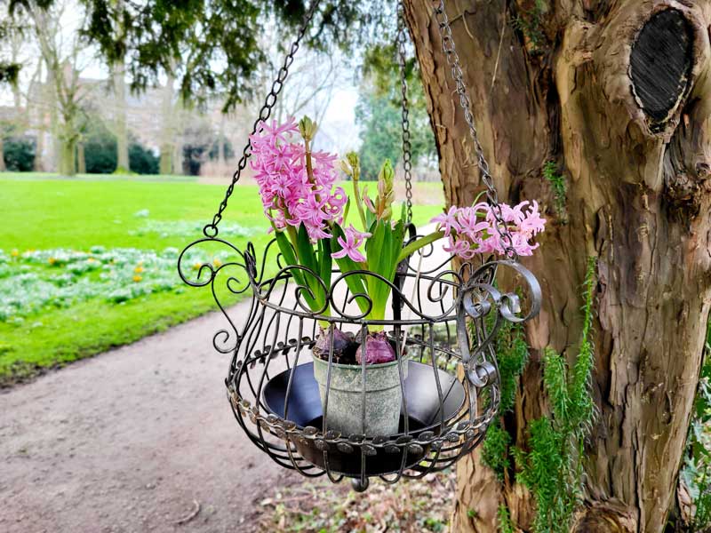 Blumenampeln_Idee_Bepflanzung